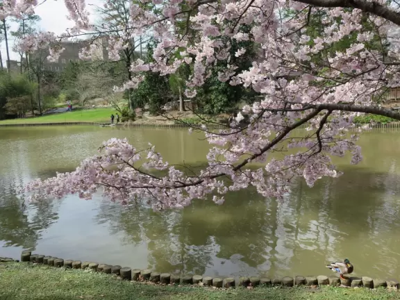 Large world-class garden with lakeside allees, flower terraces, and small Japanese garden.