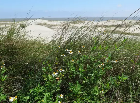 Impressive buildings in historic area,&nbsp;lovely restaurant on wharf, bike riding on great trails, and several beaches.