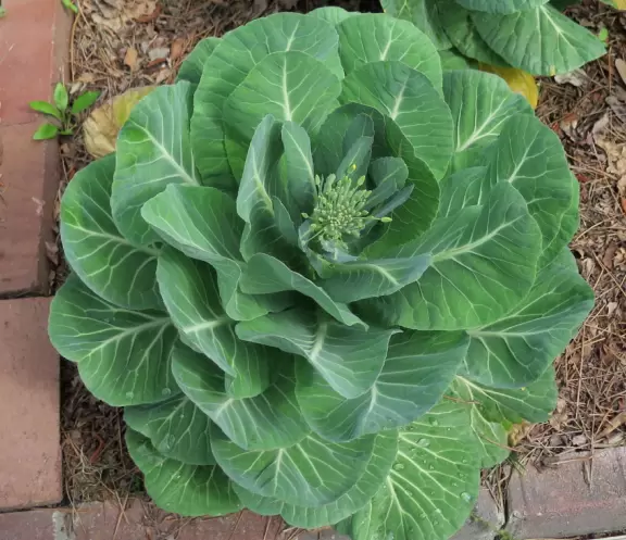 Small garden- pleasant if you're in the area.