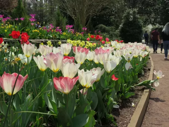 Large world-class garden with lakeside allees, flower terraces, and small Japanese garden.