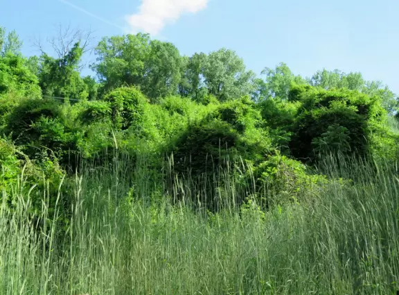 Lovely shady greenway- great for a long walk.