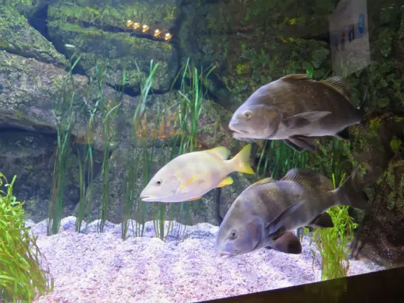 Top notch aquarium with nice temporary exhibits too!