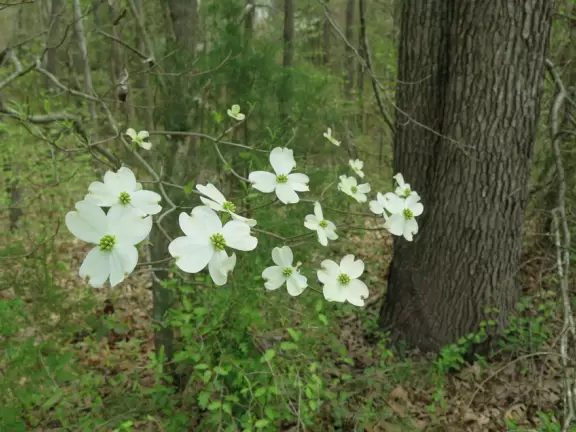 Gorgeous one-mile greenway or bike path with shady forest, flowers, little hills, and pond with fountain.