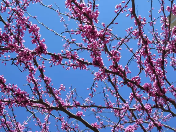 Historic buildings, sunny quad where students hang out, flowers and old trees, and fun student center area.