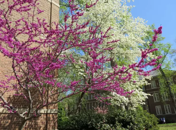 Historic buildings, sunny quad where students hang out, flowers and old trees, and fun student center area.