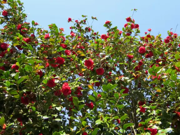 Pleasant campus with lots of open spaces to hang out.