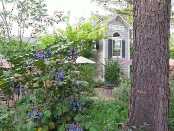 Cute neighborhood with shady streets, wonderful bookstore, coffee shop with great outdoor seating, and belted goats to check out.