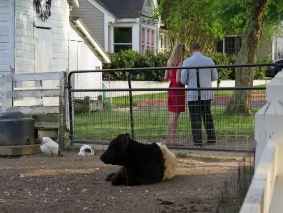 Cute neighborhood with shady streets, wonderful bookstore, coffee shop with great outdoor seating, and belted goats to check out.
