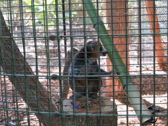 Forested area with cute lemurs in cages.