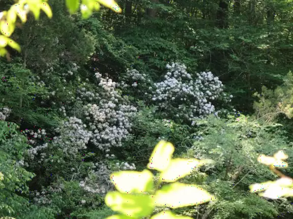 Pretty area with flowing river, rocks to play on, forest and flowers, and swinging bridge.