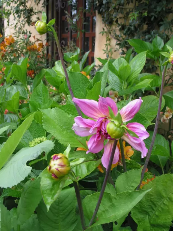 A rustic yet glorious mission, with fantastic gardens.