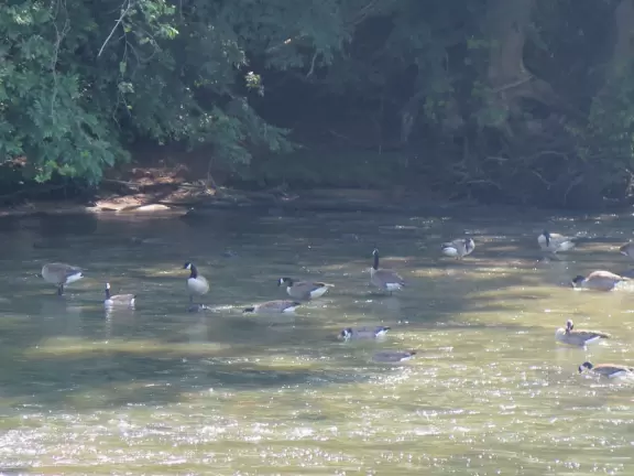 Lush trail along the river.
