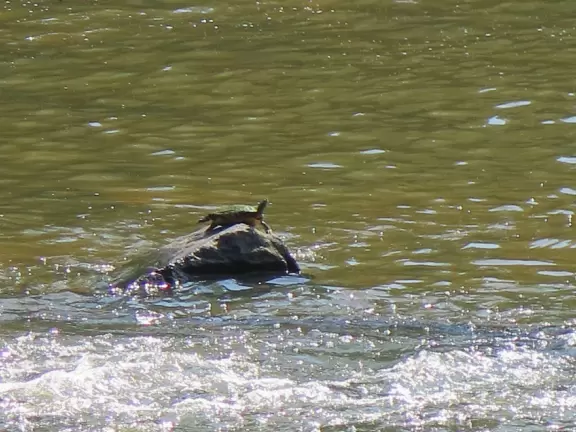 Lush trail along the river.