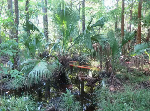 A wonderful running/walking path leads through jungly vegetation around three lakes.