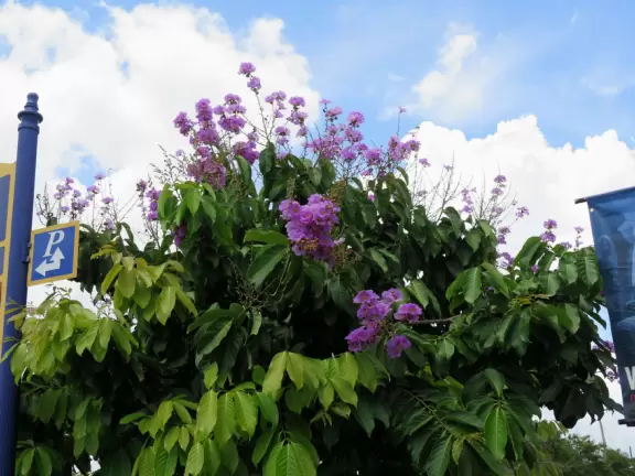Historic main strip that looks dowdy from a distance but is actually very nice up close! Incredible waterfront stage and boardwalk!