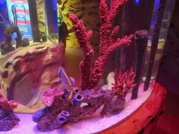 Good tanks and colorful lighting, but annoying music.