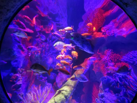 Good tanks and colorful lighting, but annoying music.