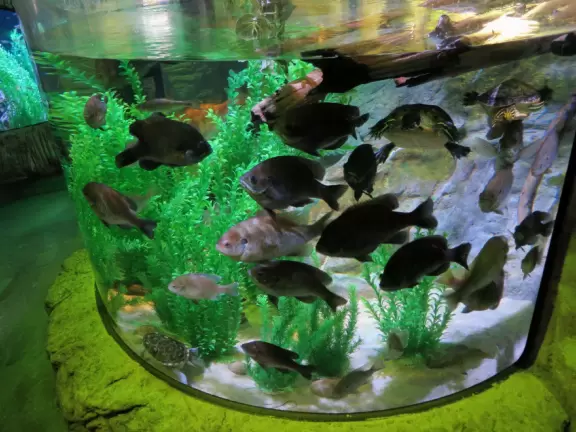 Good tanks and colorful lighting, but annoying music.