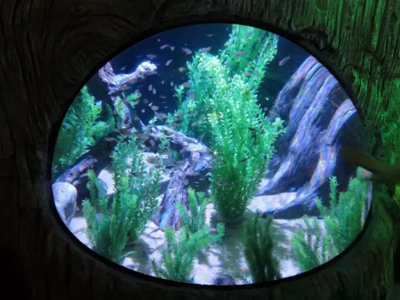 Good tanks and colorful lighting, but annoying music.