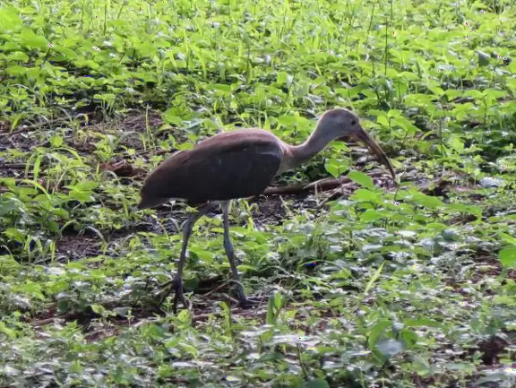 Beautiful bike path along Turkey Lake, plus large playground, swimming pool, fishing pier, and gazebos.