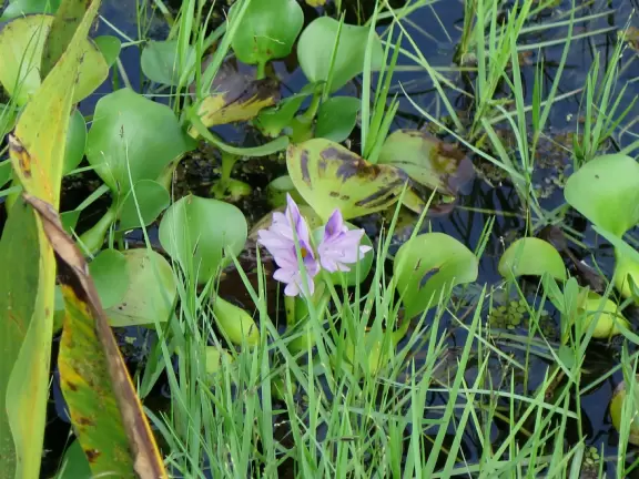 Beautiful bike path along Turkey Lake, plus large playground, swimming pool, fishing pier, and gazebos.
