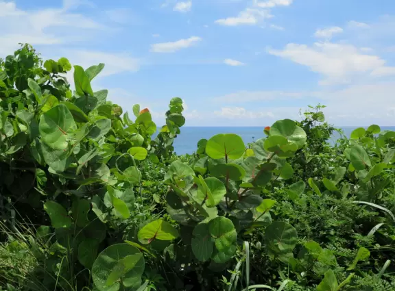 Winding sidewalk along Ocean Dr with tons of morning shade, and gorgeous ocean views through the trees!