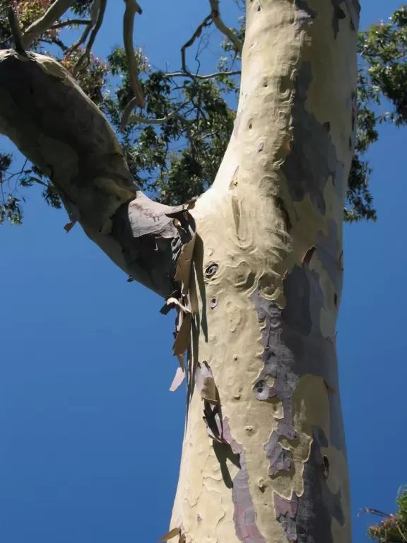 Lush peaceful park with walkway beside the creek. Ducks and a playground too!