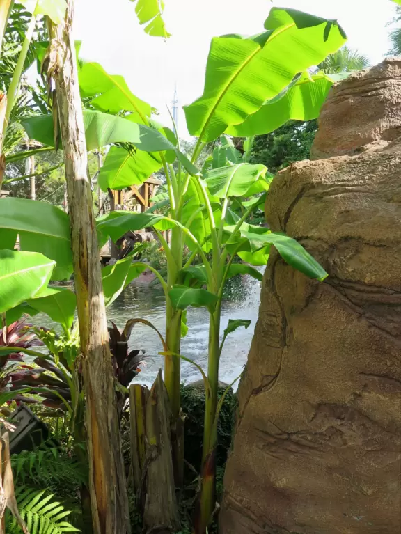 Beautiful mini golf with waterfalls, caves, pirate ship, tropical landscaping, and lots of shade.