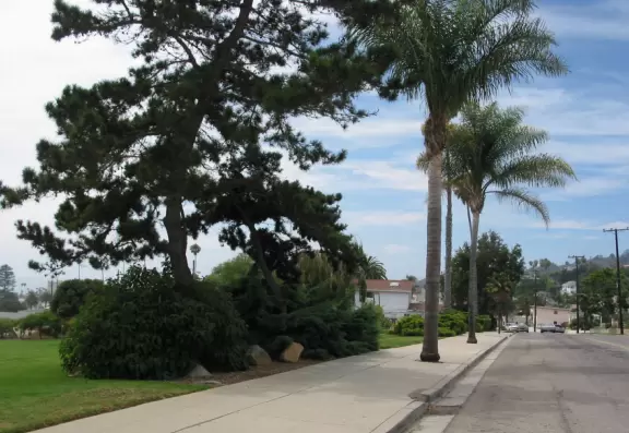 A lush park with an ocean view, shady trees, and benches, plus dogs running off leash despite it not being a dog park.