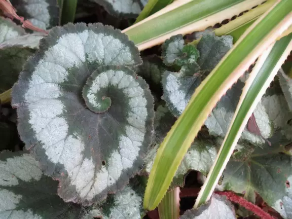 Beautiful gardens surrounding a historical house on a lake with lovely cool breezes. Best in summer when the tropical plants look happy.