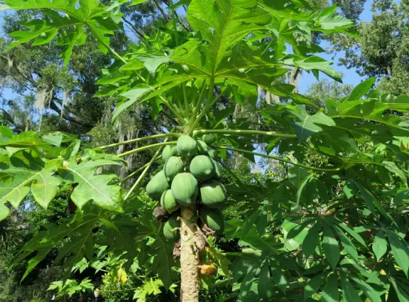 Beautiful gardens surrounding a historical house on a lake with lovely cool breezes. Best in summer when the tropical plants look happy.