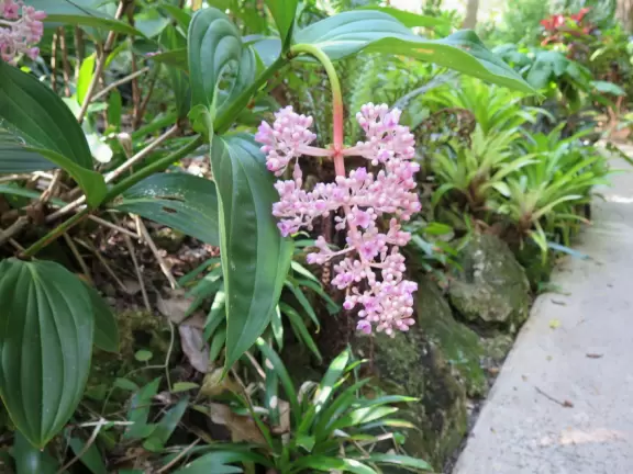 Beautiful gardens surrounding a historical house on a lake with lovely cool breezes. Best in summer when the tropical plants look happy.