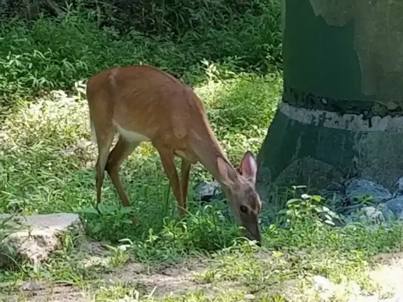 Lovely shady greenway- great for a long walk.