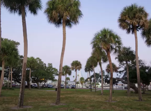 It's wonderful to walk along the St. Joseph Sound under the tall palm trees.