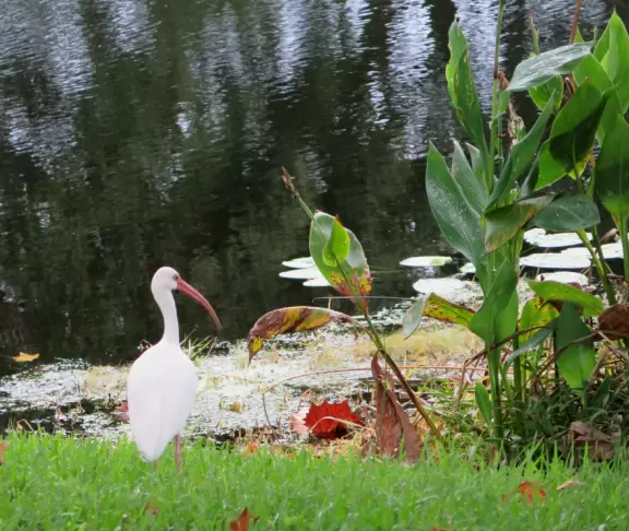 A wonderful running/walking path leads through jungly vegetation around three lakes.