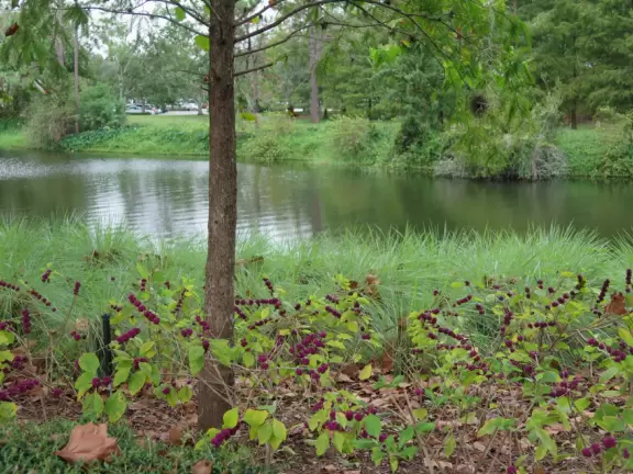 Disney Springs Resorts give you access to ferryboats so you can eat at Disney Springs at night.