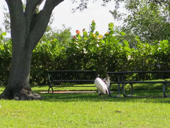Pretty marina area where you can see manatees.