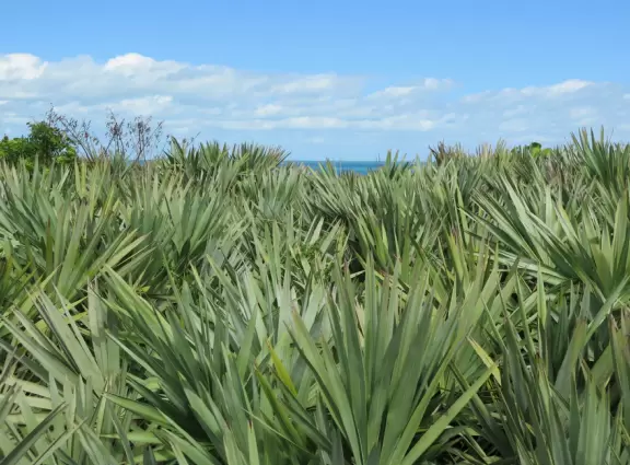 Blue-green water, rough surf, and a wooden boardwalk for shade.