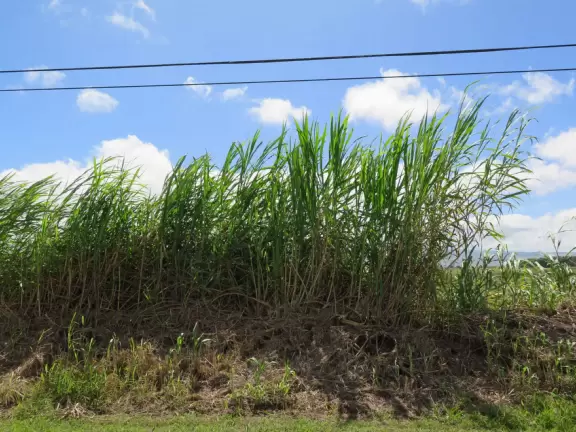 Waimea town has misty green hills, two adorable churches, a wooden playground with gorgeous views, and lovely countryside drives.