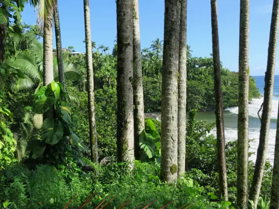 Honoli'i (Honolii) Beach Park has a beautiful headland, tropical vegetation, and a popular surfbreak.
