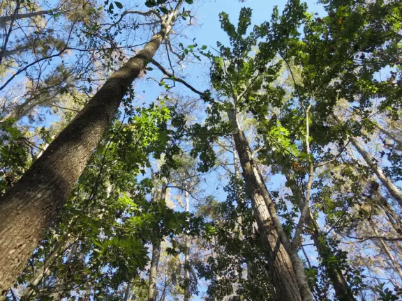 Incredible wetlands with huge gators, birds, and flowers. Emus, deer, playful bobcats, panthers, and three shows. Plus petting zoo with goats, and feeding budgerigars with seedsticks.
