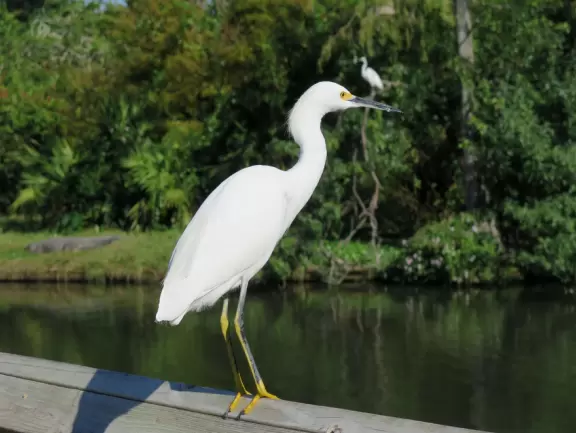 Incredible wetlands with huge gators, birds, and flowers. Emus, deer, playful bobcats, panthers, and three shows. Plus petting zoo with goats, and feeding budgerigars with seedsticks.