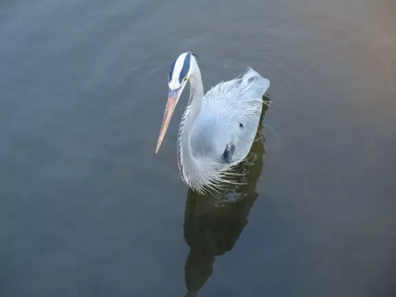 Incredible wetlands with huge gators, birds, and flowers. Emus, deer, playful bobcats, panthers, and three shows. Plus petting zoo with goats, and feeding budgerigars with seedsticks.