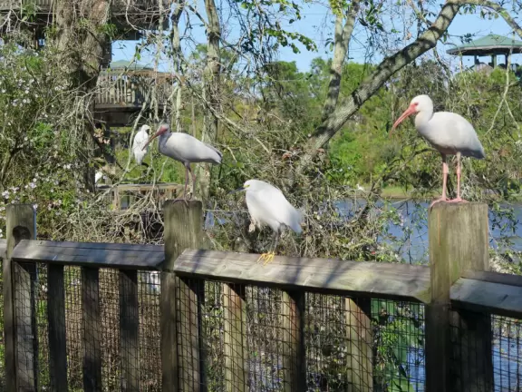 Incredible wetlands with huge gators, birds, and flowers. Emus, deer, playful bobcats, panthers, and three shows. Plus petting zoo with goats, and feeding budgerigars with seedsticks.