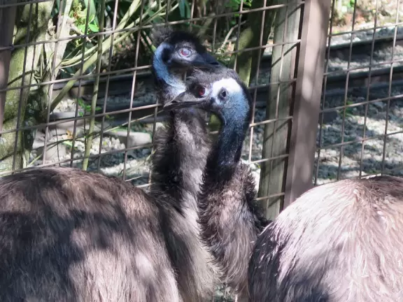 Incredible wetlands with huge gators, birds, and flowers. Emus, deer, playful bobcats, panthers, and three shows. Plus petting zoo with goats, and feeding budgerigars with seedsticks.