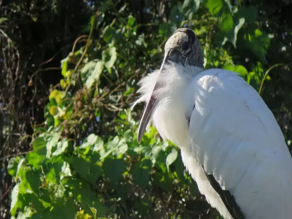 Incredible wetlands with huge gators, birds, and flowers. Emus, deer, playful bobcats, panthers, and three shows. Plus petting zoo with goats, and feeding budgerigars with seedsticks.