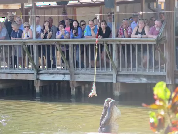 Incredible wetlands with huge gators, birds, and flowers. Emus, deer, playful bobcats, panthers, and three shows. Plus petting zoo with goats, and feeding budgerigars with seedsticks.