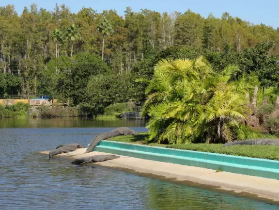Incredible wetlands with huge gators, birds, and flowers. Emus, deer, playful bobcats, panthers, and three shows. Plus petting zoo with goats, and feeding budgerigars with seedsticks.