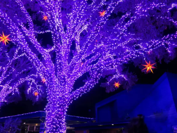 Beautiful park with great rollercoaster rides and amazing aquariums.