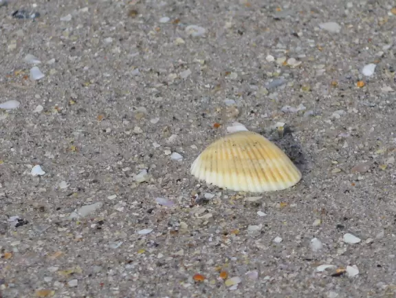 Blue-green water, rough surf, and a wooden boardwalk for shade.